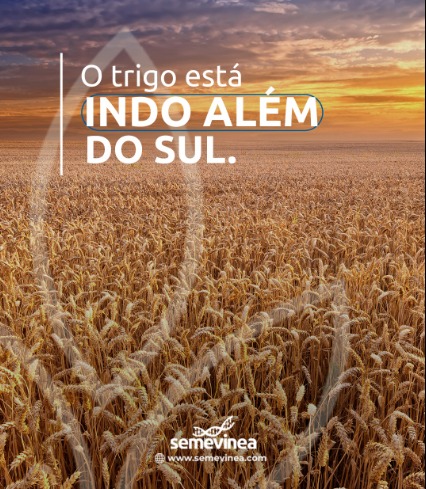 O Futuro do trigo passa pela adaptação