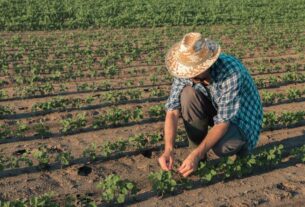 Agricultura familiar impulsiona economia gaúcha com 40% do PIB agropecuário