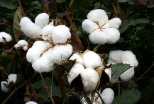 Algodão em pluma mantém trajetória de alta com aquecimento da demanda interna
