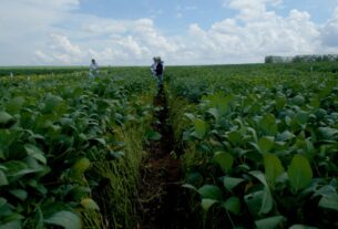Bioinsumos ganham espaço no campo e prometem reduzir custos de produção