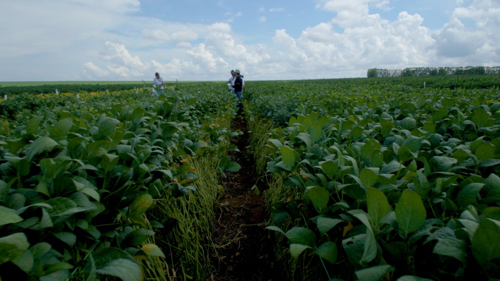 Bioinsumos ganham espaço no campo e prometem reduzir custos de produção