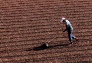 Colheita de café no Brasil atinge 78% e mantém ritmo abaixo da média histórica