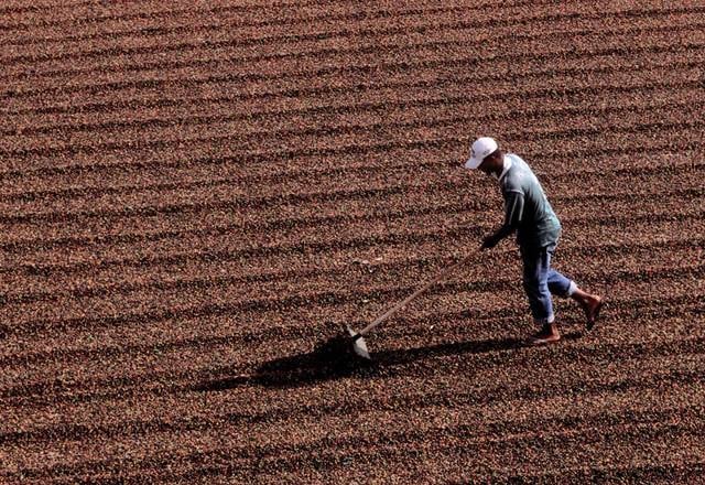 Colheita de café no Brasil atinge 78% e mantém ritmo abaixo da média histórica