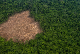 Desmatamento na Amazônia recua 10% no primeiro semestre de 2026