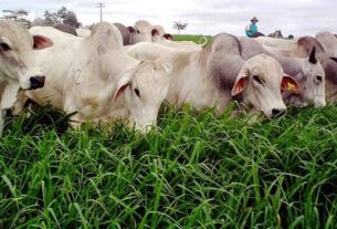Escolha da semente de pastagem é o pilar da produtividade na pecuária