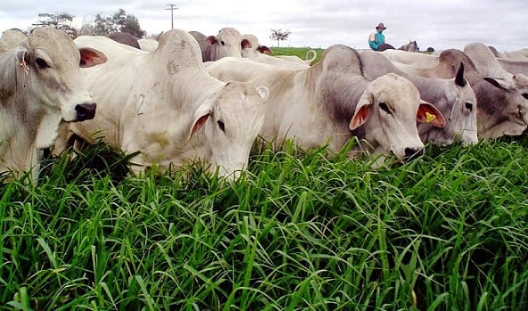 Escolha da semente de pastagem é o pilar da produtividade na pecuária