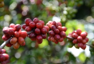 Espírito Santo inova com mostra comercial para café conilon de alta qualidade