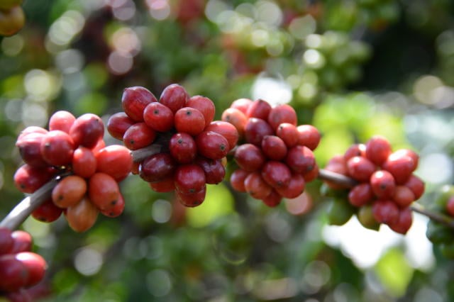 Espírito Santo inova com mostra comercial para café conilon de alta qualidade