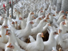 Gripe aviária é confirmada em aves de subsistência no Rio Grande do Sul