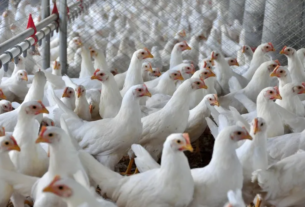 Gripe aviária é confirmada em aves de subsistência no Rio Grande do Sul