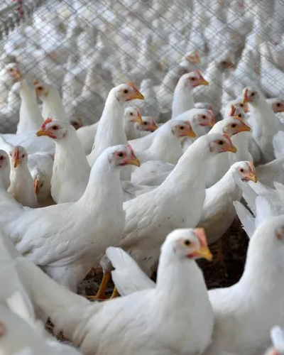 Gripe aviária é confirmada em aves de subsistência no Rio Grande do Sul