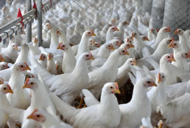 Gripe aviária é confirmada em aves de subsistência no Rio Grande do Sul