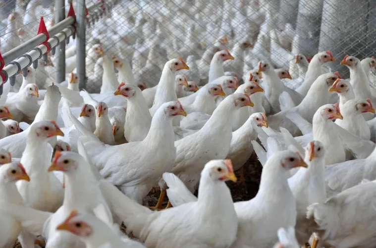 Gripe aviária é confirmada em aves de subsistência no Rio Grande do Sul