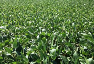Safra de soja 2026/27 projeta crescimento apesar de alerta sobre El Niño