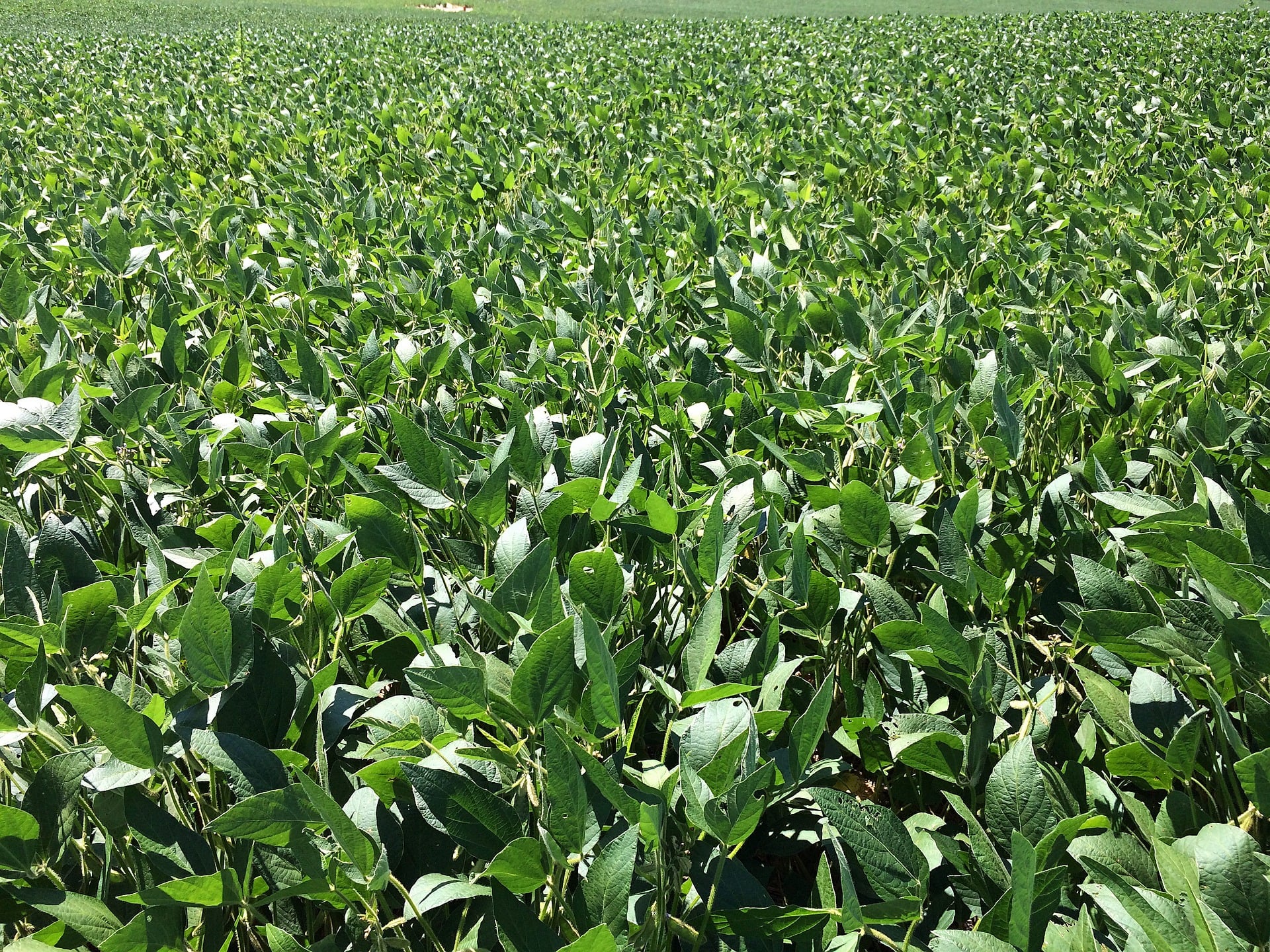 Safra de soja 2026/27 projeta crescimento apesar de alerta sobre El Niño