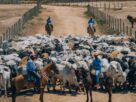 Uso de antimicrobianos na pecuária: entenda os impactos para o mercado e o produtor