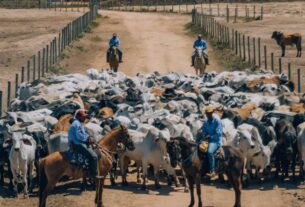 Uso de antimicrobianos na pecuária: entenda os impactos para o mercado e o produtor