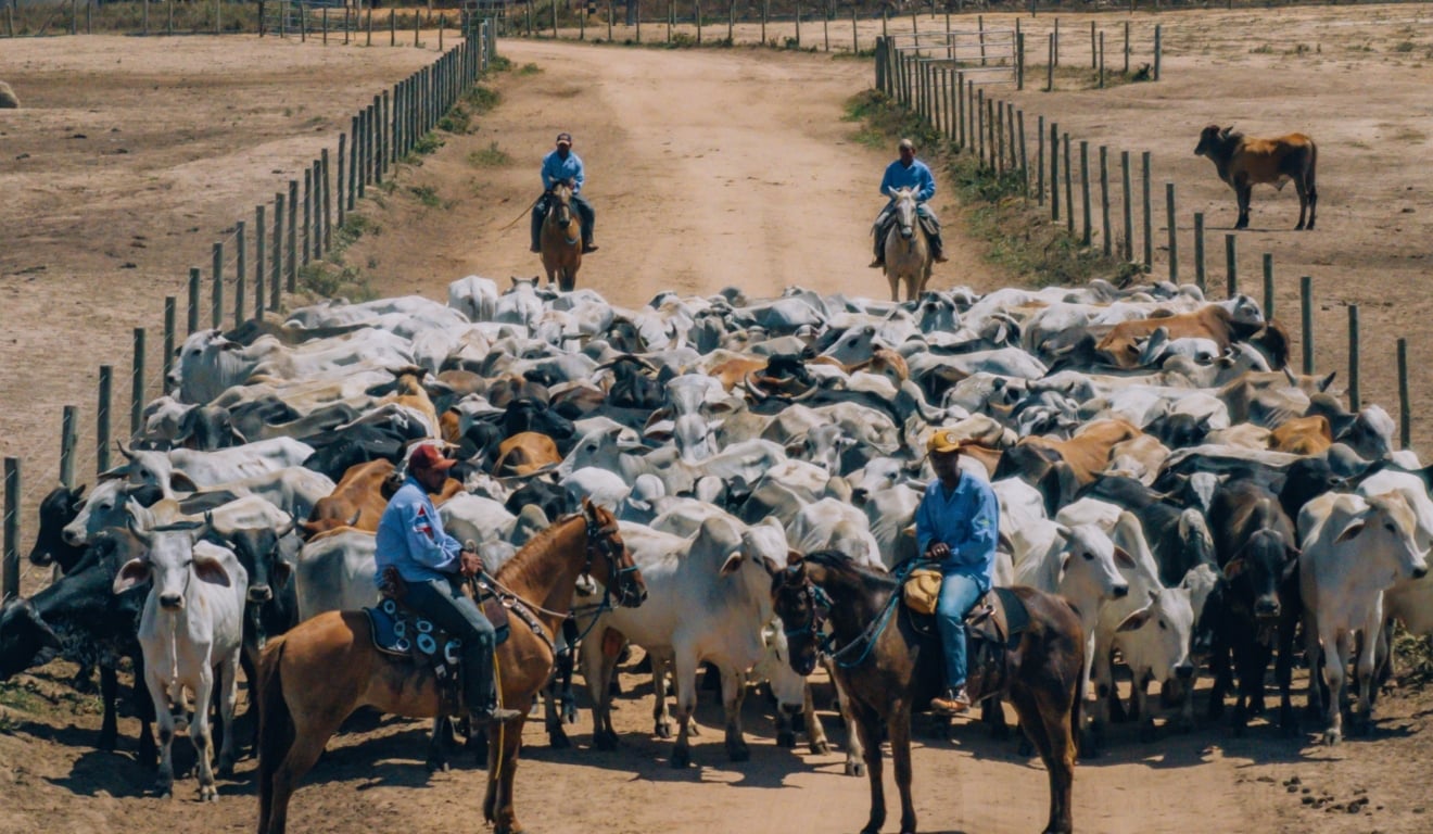 Uso de antimicrobianos na pecuária: entenda os impactos para o mercado e o produtor