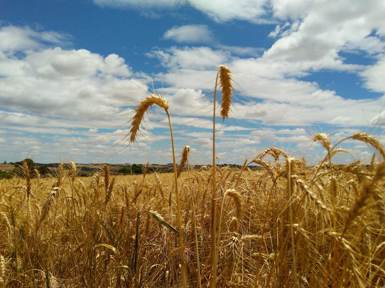 Produção de trigo no Brasil enfrenta queda e pode atingir o menor volume desde 2020