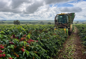 Colheita de café no Cerrado Mineiro atinge 51% da safra 2026/27