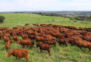 Cruzamento com Bonsmara ganha espaço na pecuária brasileira por elevar qualidade da carne premium