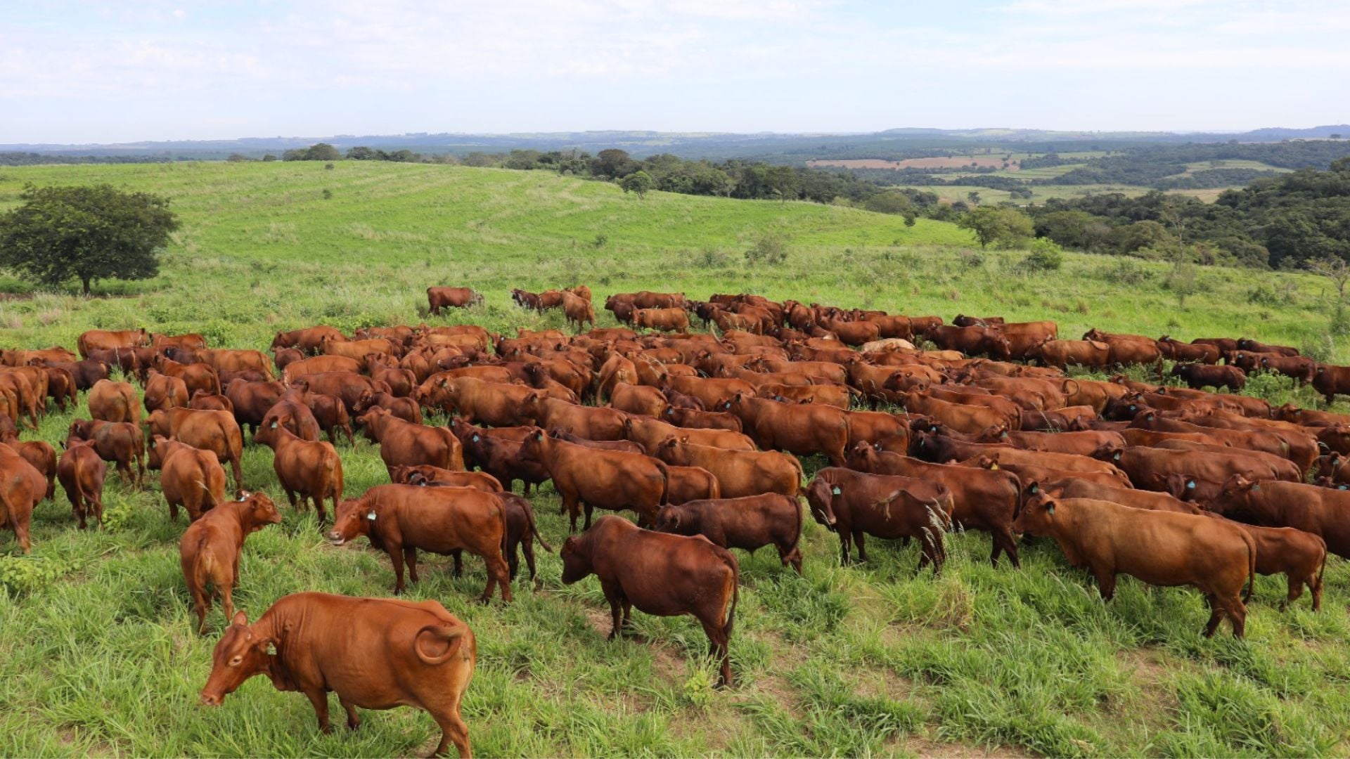 Cruzamento com Bonsmara ganha espaço na pecuária brasileira por elevar qualidade da carne premium