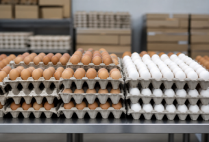 Recall de ovos nos Estados Unidos atinge 1,59 milhão de dúzias por risco de Salmonella