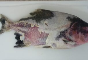 Bactéria causadora de doença grave em peixes é detectada pela primeira vez no Brasil