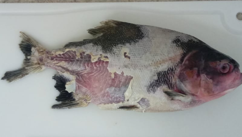 Bactéria causadora de doença grave em peixes é detectada pela primeira vez no Brasil