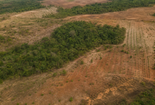Iniciativa Restaura Biomas quer recuperar 600 mil hectares de vegetação no Brasil até 2030