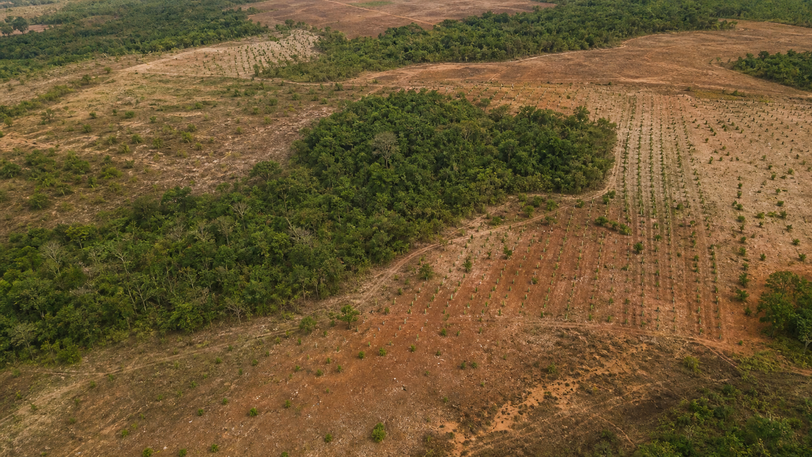 Iniciativa Restaura Biomas quer recuperar 600 mil hectares de vegetação no Brasil até 2030