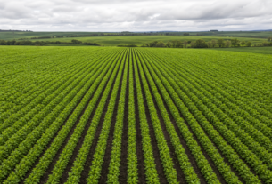 Lavouras de inverno superam médias históricas de vegetação em boa parte do Brasil