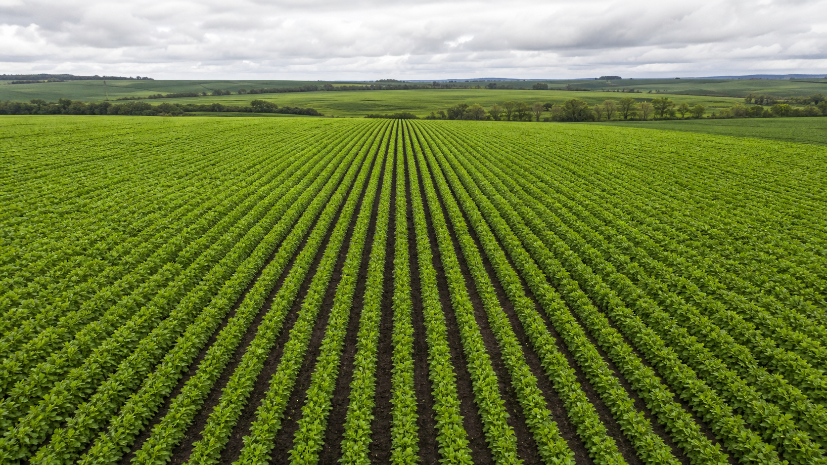 Lavouras de inverno superam médias históricas de vegetação em boa parte do Brasil