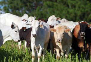 Mercado do boi gordo registra alta no início da semana com foco em exportações