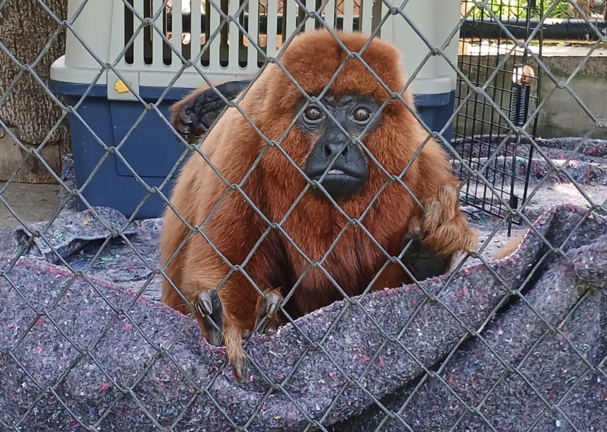 Minizoo intensifica campanha para proteger animais durante o inverno