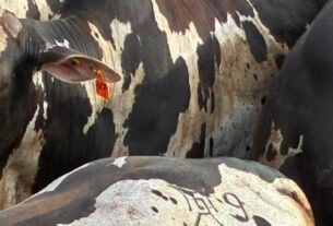 Nelore pintado atinge 19 arrobas em confinamento e reforça produtividade em Mato Grosso