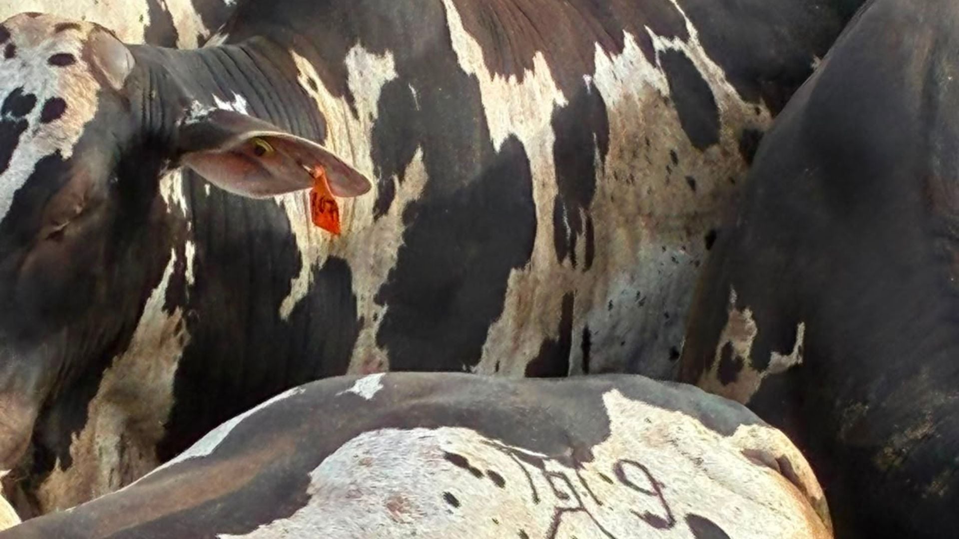Nelore pintado atinge 19 arrobas em confinamento e reforça produtividade em Mato Grosso