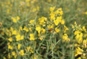 Praga canela-preta ameaça plantações de canola em Ibirubá e demanda manejo rigoroso