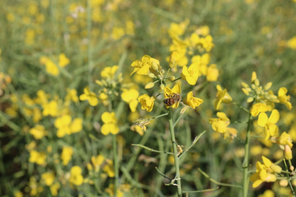 Praga canela-preta ameaça plantações de canola em Ibirubá e demanda manejo rigoroso