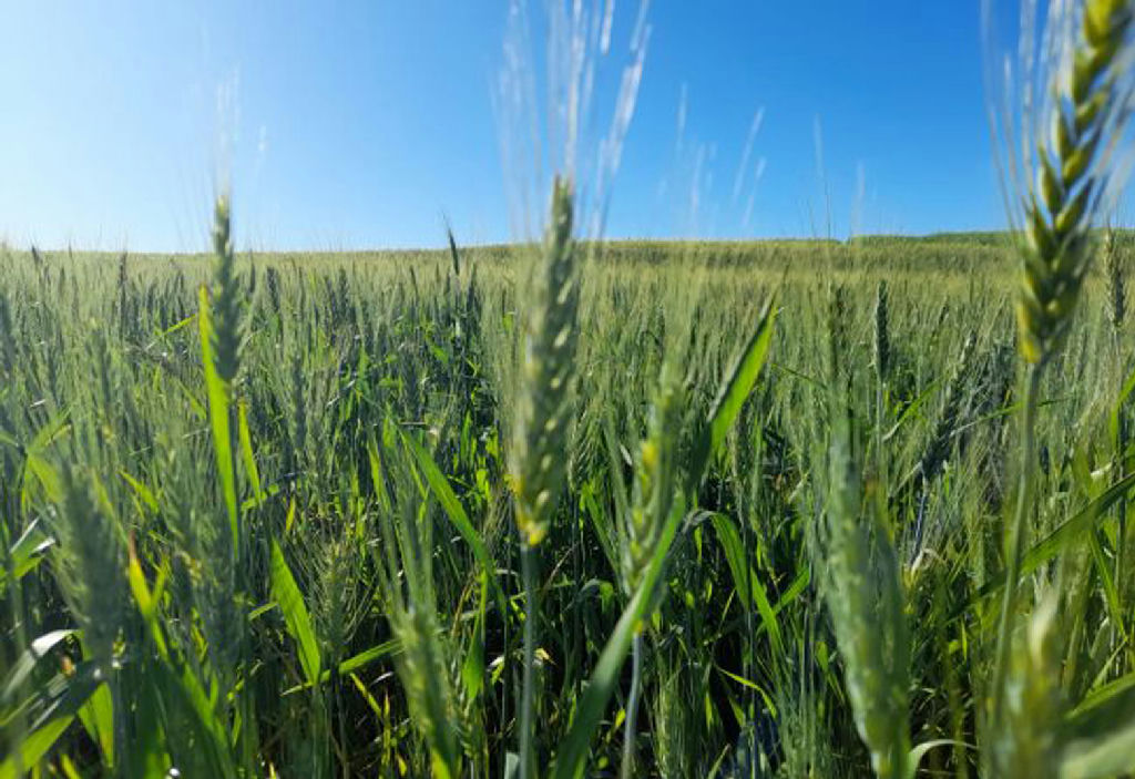 Safra de trigo avança no Rio Grande do Sul com 97% da área semeada