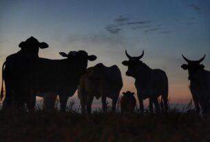 Agro do Paraná bate recorde e alcança VBP de R$ 213 bilhões em 2025