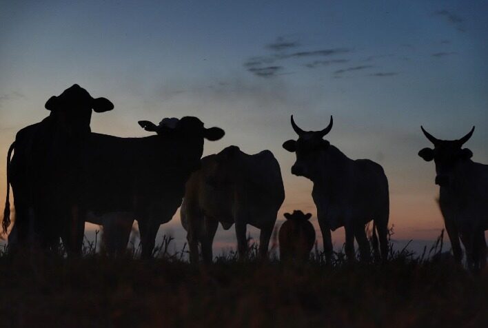 Agro do Paraná bate recorde e alcança VBP de R$ 213 bilhões em 2025