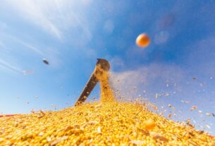 Alta no preço da soja em Mato Grosso comprime margens da indústria de esmagamento