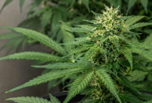 Brasil autoriza cultivo de cannabis medicinal para pesquisa e produção de fármacos