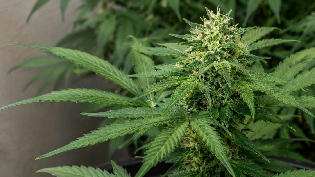 Brasil autoriza cultivo de cannabis medicinal para pesquisa e produção de fármacos