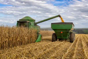 Colheita de milho em Mato Grosso do Sul avança para 37,3% da área cultivada