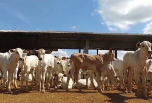 Colostragem correta reduz mortalidade de bezerros e garante futuro do rebanho