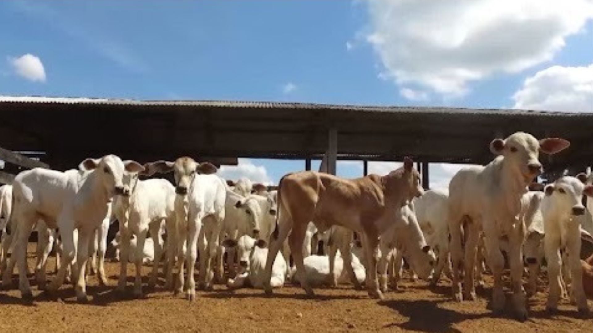 Colostragem correta reduz mortalidade de bezerros e garante futuro do rebanho