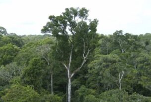 Desmatamento tem novo recorde mínimo em 2025 na mata atlântica e no pampa