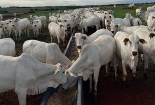 Fêmeas superprecoces elevam produção de bezerros e poupam 5 mil hectares de pastagens